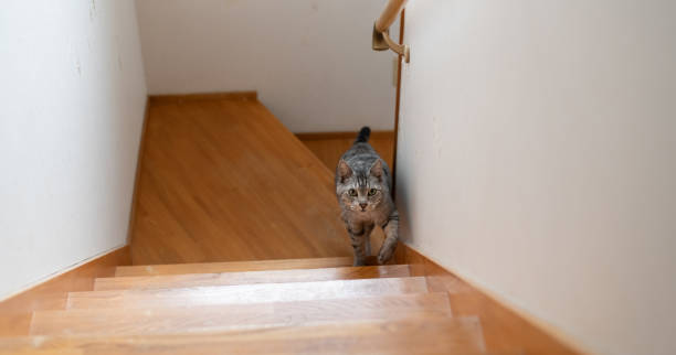 istock cat walking up the stairs 2027410136