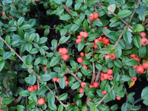 Cotoneaster dammeri 'Coral Beauty' Close-up of pale red berries amid green leaves of Cotoneaster dammeri 'Coral Beauty' cotoneaster stock pictures, royalty-free photos & images
