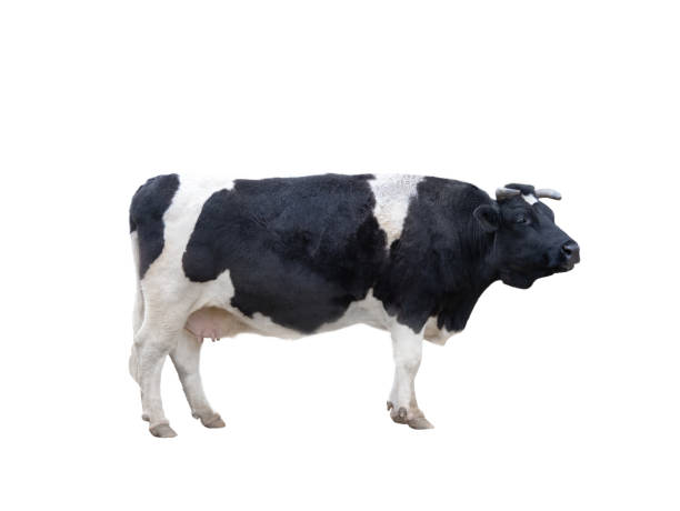istock black and white cow isolated on white background 2027426326