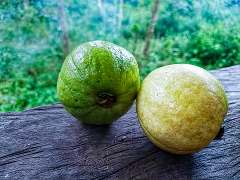 Two guavas of different ripeness look good
