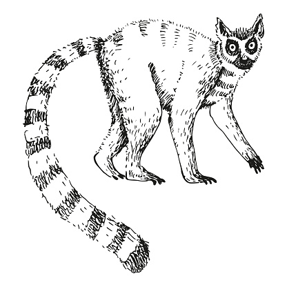 Lemur sketch hand drawn engraved vector illustration. Silhouette exotic Madagascar ring-tailed lemur with striped tail for print, icon, label,  paper, card, logo. World wild animal, traveling, safari. Design element