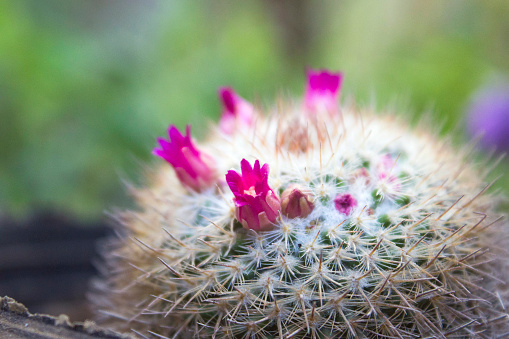 Close up for Mammillaria Cactus with Pink flowers bloom