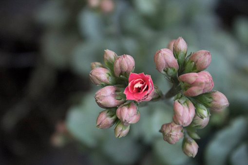 Close-up of Pink Kalanchoe Flowers succulent plants
