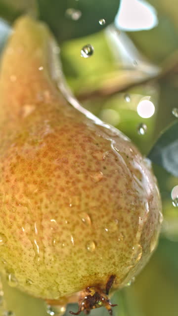 SUPER SLO MO Orchard Elegance: Water Slides Over the Surface of a Pear on the Tree in Super Slow Motion