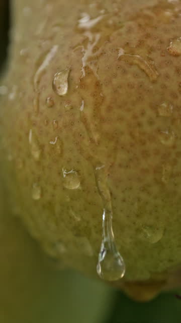 SUPER SLO MO Nature's Jewel: Super Slow Motion Droplet Glides Over a Pear in Orchard Bliss