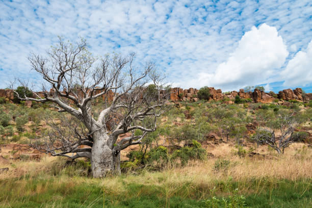 istock Baobab tree on the Elizabeth Highway in Western Australia 2027450383