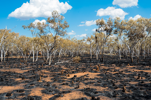 A scorched area encircled by trees on the Elizabeth Highway in Western Australia