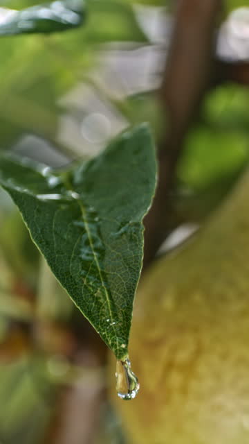 SUPER SLO MO A Moment of Serenity: Water Descends from a Pear Tree Leaf in Mesmerizing Slow Motion
