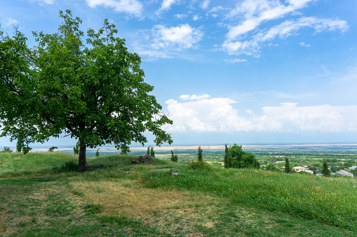 View of Tibaani village and Alazani valley. Green and yellow grass, huge tree, bright blue sky and \nclouds. Tibaani, Georgia