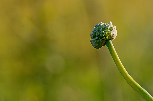 Detail of an onion flower growing on an organic onion plantation