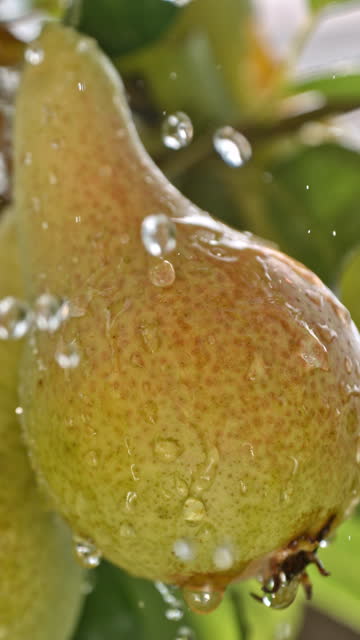 SUPER SLO MO Nature's Blessing: Rain Droplets Cascade Over Pears on the Tree in Serene Slow Motion