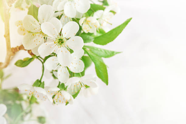 istock Spring Easter background. Passover blooming white apple or cherry blossom on white wooden background. Happy Passover background. World environment day. Easter, Birthday, womens day holiday. Mock up. 2027461798