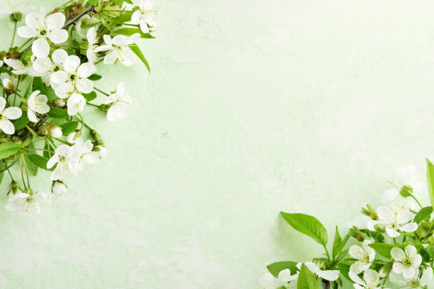istock Spring Easter background. Passover blooming white apple or cherry blossom on green background. Happy Passover background. World environment day. Easter, Birthday, womens day holiday. Top view Mock up. 2027461807