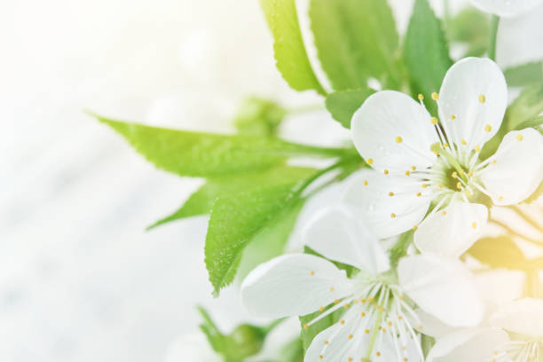 istock Spring Easter background. Passover blooming white apple or cherry blossom on white wooden background. Happy Passover background. World environment day. Easter, Birthday, womens day holiday. Mock up. 2027462352