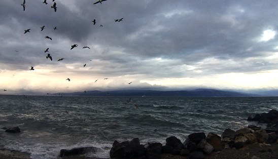 Seagulls are flying over a wavy restless sea at a stormy winter day, mountain silhouettes on the horizon, cloudy dark gray sky