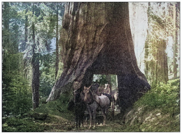 istock Antique photo of World's landmarks (circa 1894): Sequoia, California 2027478494