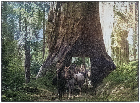 Antique photo of World's landmarks (circa 1894): Sequoia, California