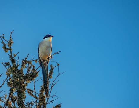 Iberian Azure-winged magpie (Cyanopica cooki) an elegant, vocal, gregarious, and quick bird endemic to Spain and Portugal