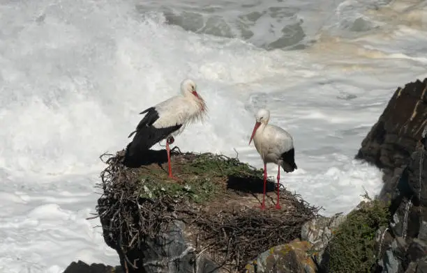 Closeup of a stork pair building their nest among the the cliffs of Cabo SardÃ£o, Ponta do Cavaleiro, Odemira, Bejo, Alentejo, Portugal