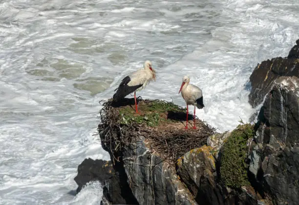 A stork couple building their nest among the the cliffs of Cabo SardÃ£o, Ponta do Cavaleiro, Odemira, Bejo, Alentejo, Portugal