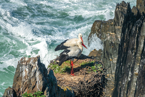 Primer plano de una pareja de cigüeñas construyendo su nido entre los acantilados de Cabo Sardão, Ponta do Cavaleiro, Odemira, Bejo, Alentejo, Portugal photo
