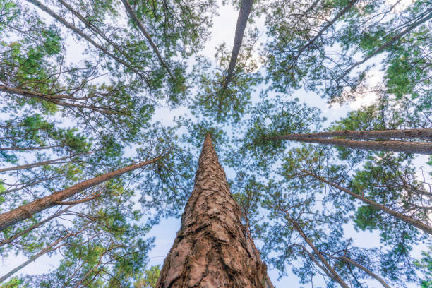 istock pine forest at Chiangmai, Thailand 2027490165
