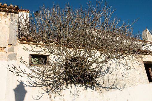 Nature taking over among ruins in the old town of Aljezur, Faro, Algarve, Portugal