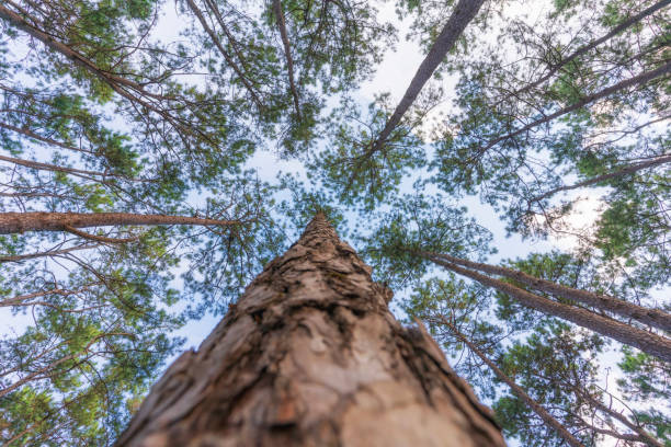 istock pine forest at Chiangmai, Thailand 2027495966