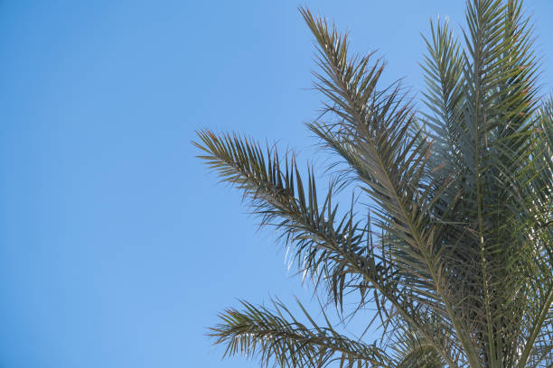 istock From below palm tree with green branches against cloudless blue sky 2027500434