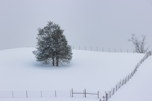 Agrucultural land on a fill with a tree  in this winter landscape of falling snow.