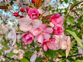 Beautiful pink flowers on the branches of an apple tree in spring