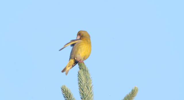 Greenfinch (Chloris chloris) - singing bird
