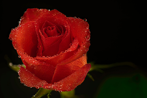 Close-up of a red rose covered in dew.