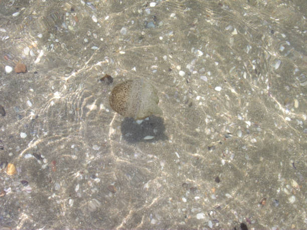 jellyfish on the beach