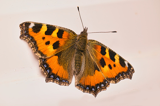 Isolated dorsal view of male blue pansy butterfly ( Junonia orithya Linnaeus ) with clipping path