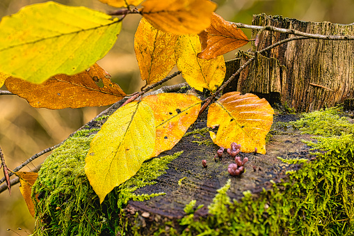 Autumn beech leaves and jellydisc fungus on a moss-covered tree stump in Pembrokeshire, Wales.