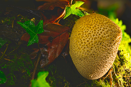 Common Earthball - Scleroderma citrinum - a poisonous mushroom.
