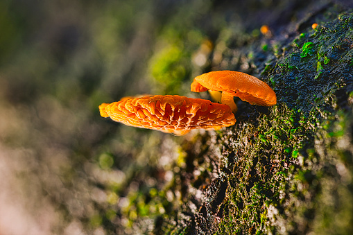 Favolaschia claudopus (Orange ping-pong bat fungus) growing on dead wood in Pembrokeshire, Wales.