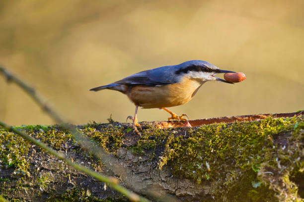 istock Nuthatch in profile in Pembrokeshire, Wales 2027509641