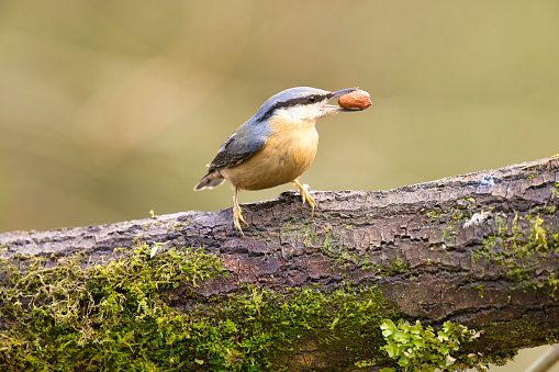 Nuthatch (Sitta europaea) eating a peanut whilst - unusually - the right way up.