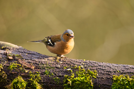 Chaffinch (Fringilla coelebs) perching on a branch in Winter in Pembrokeshire, Wales.