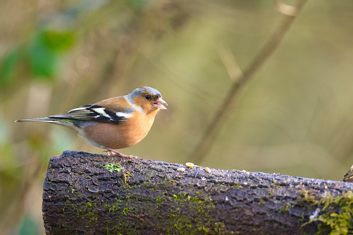 Chaffinch (Fringilla coelebs) perching on the end of a log in Winter to eat seeds.