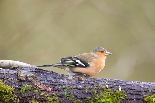 Chaffinch (Fringilla coelebs) perching on a log in Winter in Pembrokeshire, Wales.