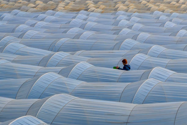 Aydin,Türkiye,February 10, 2024:Strawberry Field and a man working in the field