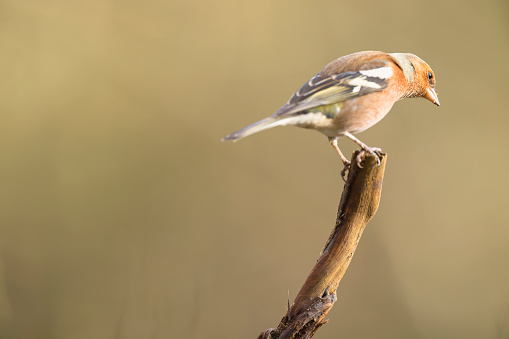 Chaffinch (Fringilla coelebs) perching on a branch in Winter in Pembrokeshire, Wales.