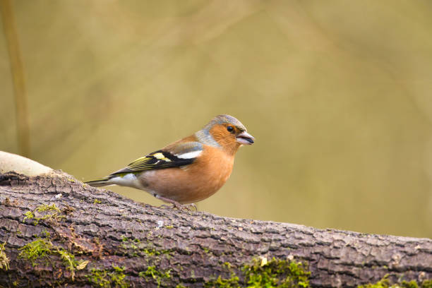 istock Male Chaffinch eating a sunflower seed 2027520435