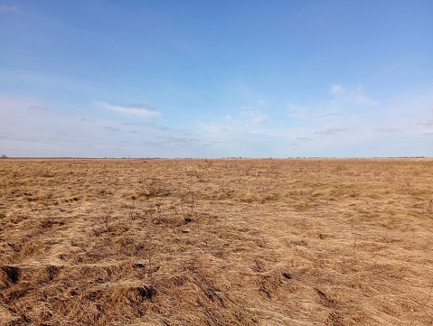 A spacious steppe with yellowed dried grass. A fine bright day over spacious fields. Boundless space stretches beyond the horizon.