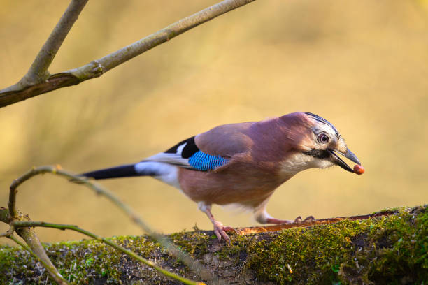 Jay (Garrulus glandarius), part of the Crow family, photographed in woodland in Pembrokeshire, Wales.