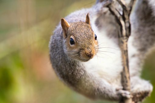 Watchful Grey Squirrel (Sciurus carolinensis) holding on to a branch in woodland.