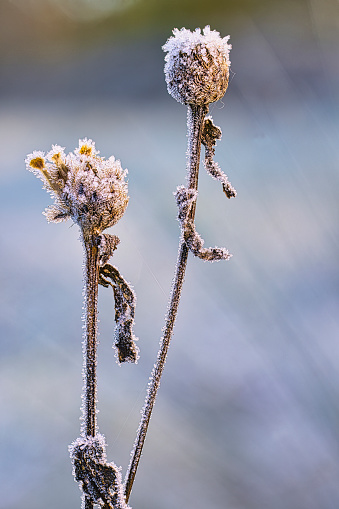 Brown abstract image of a type of thistle on a freezing cold Winter morning.